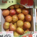 [지마켓]추희자두 대과 3kg 100g급 30개 내외 (18,910원/무배)