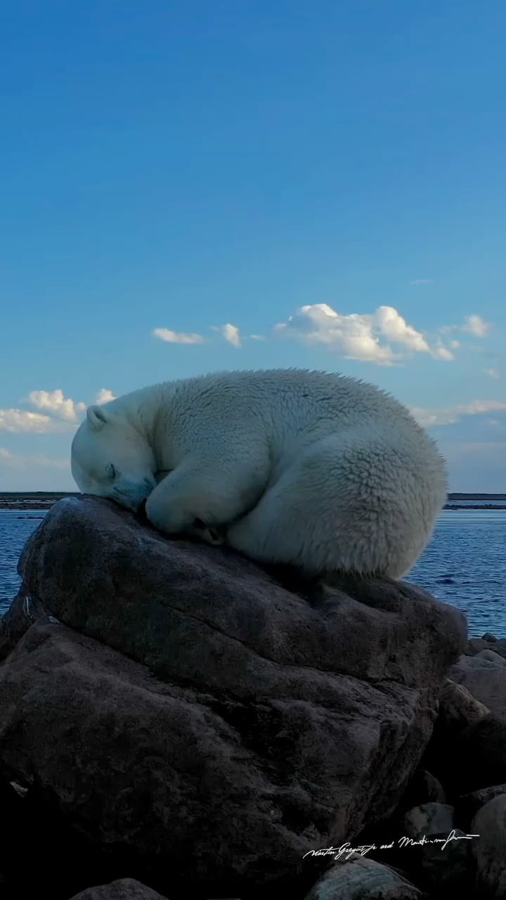 밀물 오는 줄 모르고 꿀잠 자는 곰 밀물 오는 줄 모르고 꿀잠 자는 곰 - 관련 글 썸네일