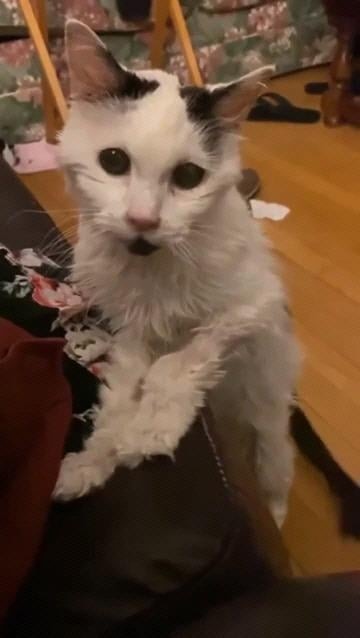 29살 고양이, 무지개 다리 건넜다 ㅠㅠ - 해외 인기글 썸네일